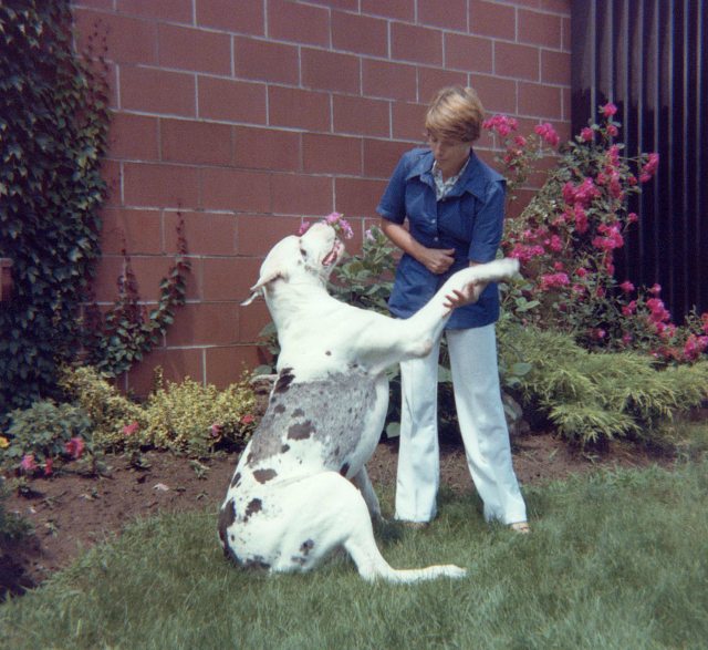 79.Jun - Burlington · Cezar & Eva Dusil (Aldershot Animal Hospital)