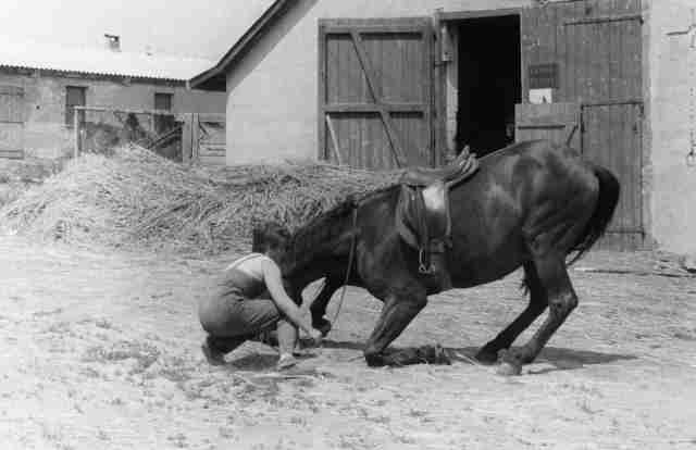 61.Jul - Barca · Eva Kendeova (braking horses, teaching to kneel, Jednotné rolnícke družstvo)