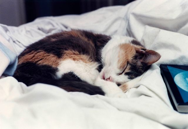 88 - Burlington · Inchy Dusil (sleeping on white blanket)