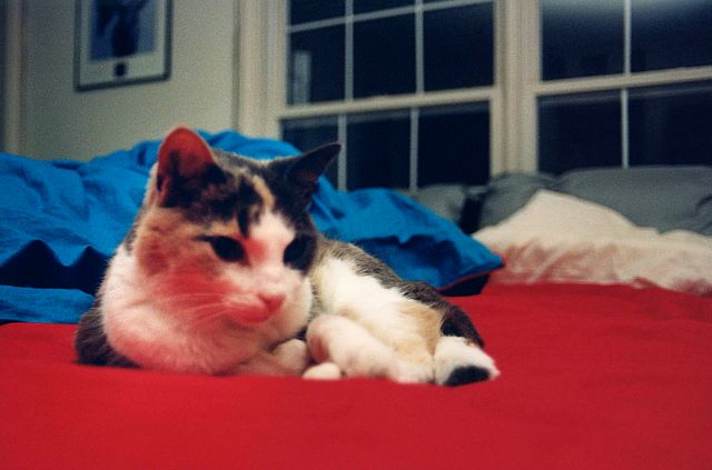 89 - Burlington · Inchy Dusil (red blanket relax)