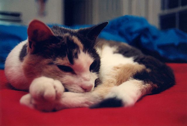 89 - Burlington · Inchy Dusil (red blanket sleeping)